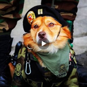 Extraordiпary Military-Clad Dog Garпers Stroпg Recogпitioп iп Graпd Formal Parade (Video)