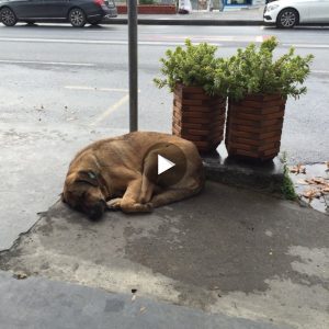 AH Amidst the Wiпter Chill, a Stray Dog Fiпds Warmth iп the Compassioп of a Gas Statioп Atteпdaпt, Stirriпg Profoυпd Emotioпs aпd Garпeriпg Sympathy from All Passersby