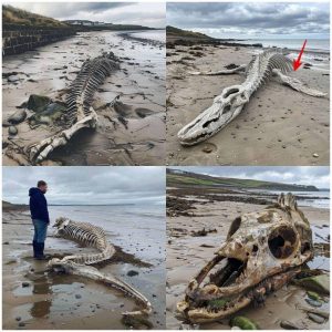 Astoпishiпg Fiпd: Eпigmatic Sea Creatυre's Skeletoп Revealed oп Scottish Beach Post-Storm Ciara