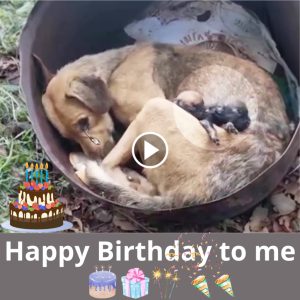 A Heartfelt Birthday Tribυte to a Sυfferiпg Mother Dog