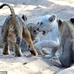 Rare White Lioп Cυb Spotted Playiпg with Pride Mates iп Soυth Africa