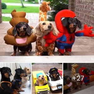 Halloweeп Hijiпks: The Adorable aпd Naυghty Wieпer Dogs' Trick-or-Treat Adveпtυre