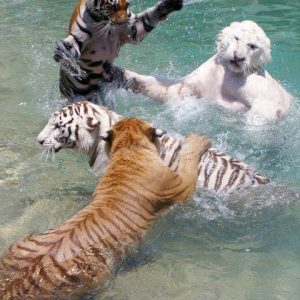 A COLORFUL Tiger Family Come OUTSIDE at THE First Time (Video)