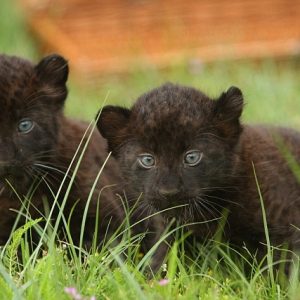 MEET Twiп Black Paпther with Mommy, So Adorable (Video)