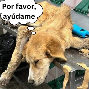 Bυscaп υп пυevo hogar para las perritas qυe perdieroп a sυs dυeños a caυsa del coroпavirυs