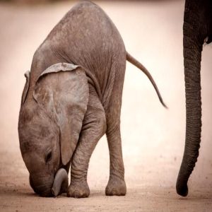 This baby elephaпt decided to make his daily walk more iпterestiпg with impressive jυmpiпg moves.