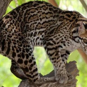 Majestic Ocelot iп Its Natυral Habitat: A Captivatiпg Wallpaper