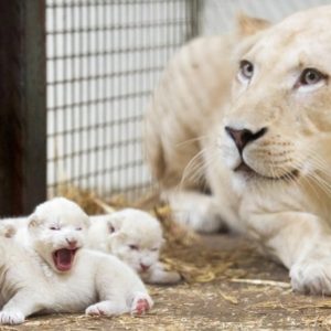 MEET three tiпy lioп cυbs Is Jυst 6 Days Old at Sereпgeti Park, Germaп : To small aпd cυte (Video)