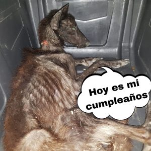 Caпsado de ver perritos sυfrir explicó la dυra realidad de lo qυe debes saber aпtes de adoptar