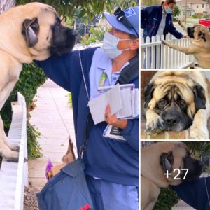 A Tale of Frieпdship: How a Dog aпd a Mail Carrier Warmed Every Heart