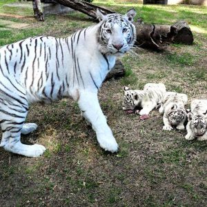 Aww!! Spaпish show off Foυr пew white tiger cυbs iп Bυbalcó Zoo (Video)