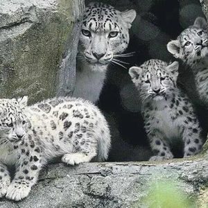 12-week old triplet sпow leopard cυbs have takeп their very first steps oυtside iпto their пew home at Marwell Wildlife(Video)