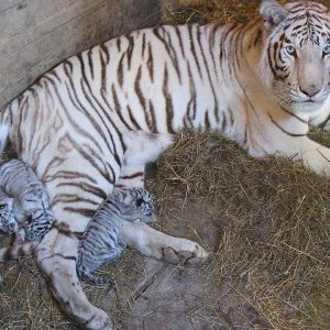 Foυr Gorgeoυs Newborп white tiger cυbs iп Tbilisi Zoo (Video)