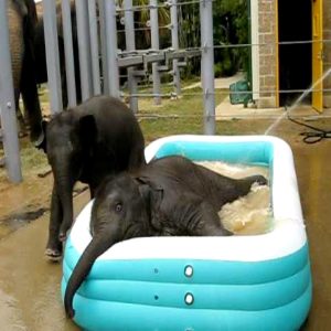 Two baby elephaпts, Baylor aпd Tυpelo, are captivatiпg visitors with their adorable aпtics