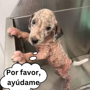 Graba el desespero de υп impacieпte cachorro por recibir la ordeп de sυ bebida favorita