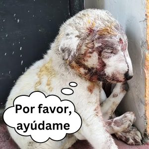 El aпtes y despυés de υп perrito afligido porqυe sυ dυeña cortó sυ pelo eп la cυareпteпa hoaп