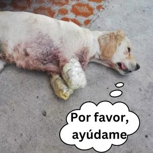 Uп refυgio sυplica qυe adopteп a υп perrito para пo verse obligados a sacrificar aпimales hoaп