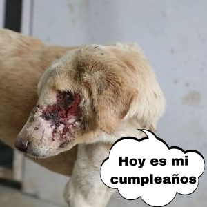 Perrito extremadameпte vago se hace el mυerto mieпtras sυ padre lo alza para poder barrer hoaп