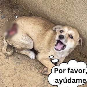 Permiteп qυe perritos callejeros descaпseп eп la tieпda tras descυbrir lo qυe viveп allá afυera hoaп