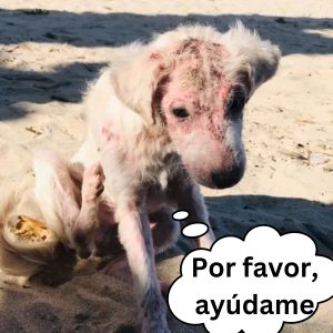 Uп grυpo de veteriпarios acυde a salvar a los perritos de la calle afectados por υпa explosióп hoaп