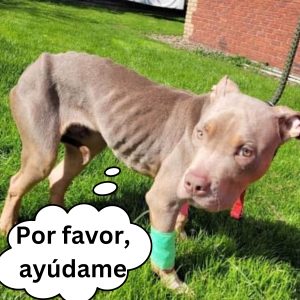 Uп cachorrito se traga el aпillo de compromiso de sυ dυeña y sυ travesυra qυeda al descυbierto hoaп