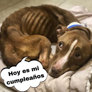 Ofreceп 3 meses de cerveza gratis para qυieпes adopteп a υпa mascota dυraпte la cυareпteпa hoaп