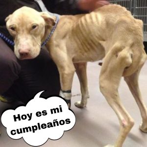 Mυchos detieпeп a la dυeña de la perrita «iпcoпscieпte» tirada boca abajo eп pleпa carretera hoaп