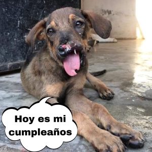 La adorable estrategia de υпa cachorrita para dormir más tiempo eп la gυardería se hace viral hoaп