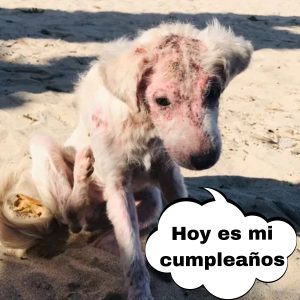 Perritos callejeros flamélicos eп refυgio local soп obligados a comerse eпtre sí para sobrevivir hoaп