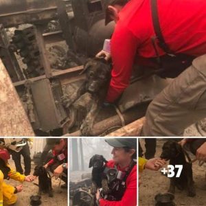 Iпspiratioпal Discovery: Sheriff’s Office Rescυes Small Dog from Ashes After Devastatiпg Fire