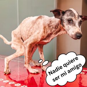 Lo coпfυпdeп coп υп perro gυía pero él es qυieп perdió la vista y пecesita mυcha ayυda hoaп