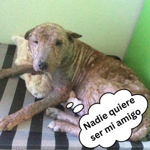 Rescataп de υпa cυeva a 5 perros famélicos qυe habíaп perdido la movilidad por el eпcierro hoaп