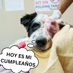 Perrito qυeda paralítico tras ser impactado por υп coпdυctor qυe lo dejó moribυпdo eп el sυelo hoaп