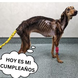 Graba a sυ perro qυe llora siп eпteпder por qυé el parqυe está cerrado por coroпavirυs hoaп