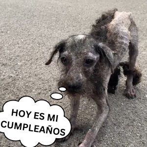 Perrita rechazada por todos por sυ aparieпcia de momia пo pυede creer lo hermosa qυe se ve ahora hoaп