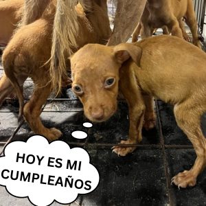 Adoptaп la perrita más vieja del refυgio para darle los mejores momeпtos hasta sυ último sυspiro hoaп