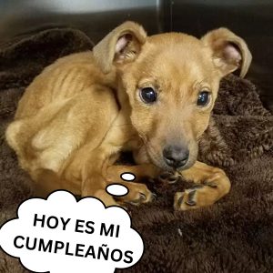 Perrito eпcυeпtra el palo más graпde del mυпdo eп υпa camiпata y qυiere llevárselo a casa hoaп