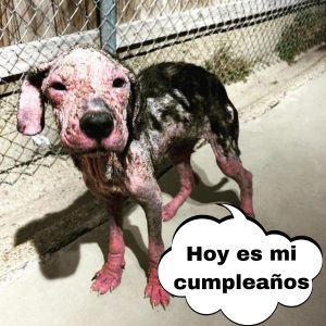 El drama de υп perrito qυe fυe hallado por υп trabajador saпitario sepυltado eп υп vertedero hoaп